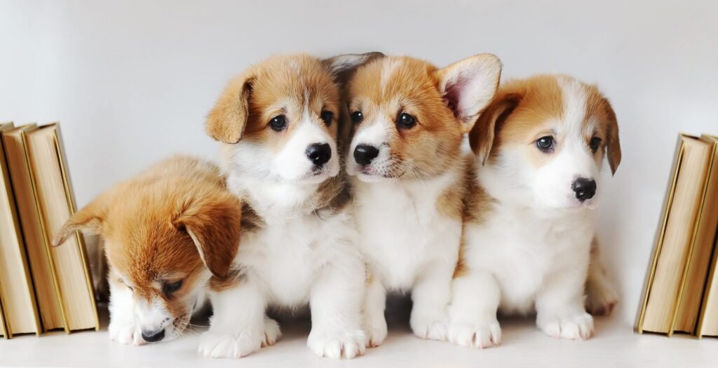 Join us for a puppy picnic!