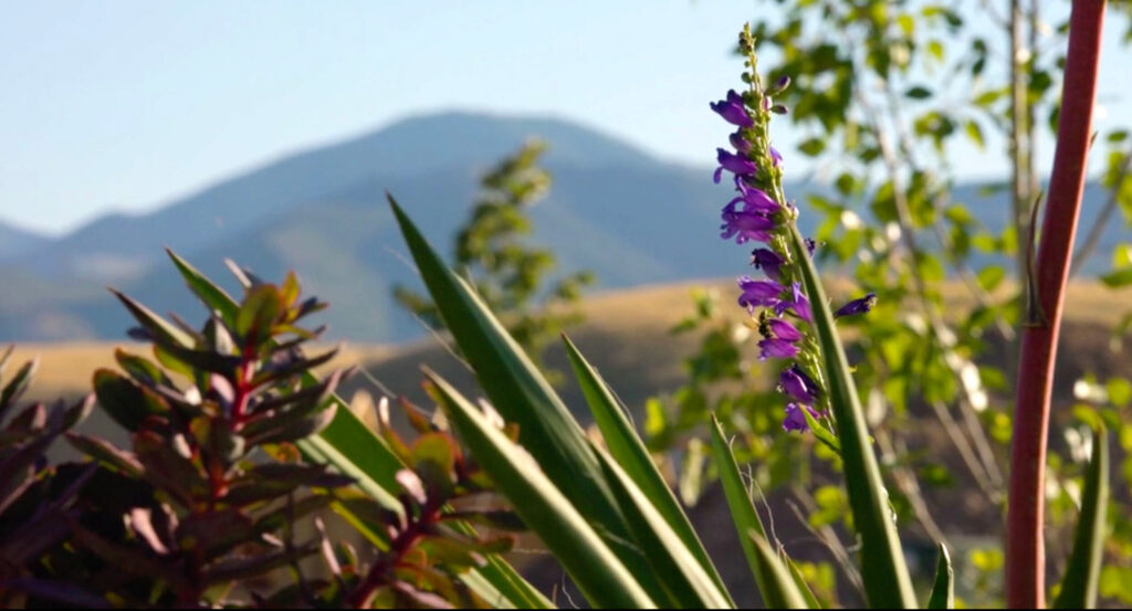 Terraine Localscapes